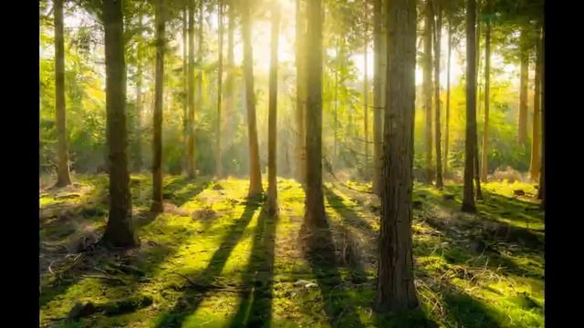 Шум леса, пение птиц sounds of nature, birdsong, forest noise смотреть онлайн