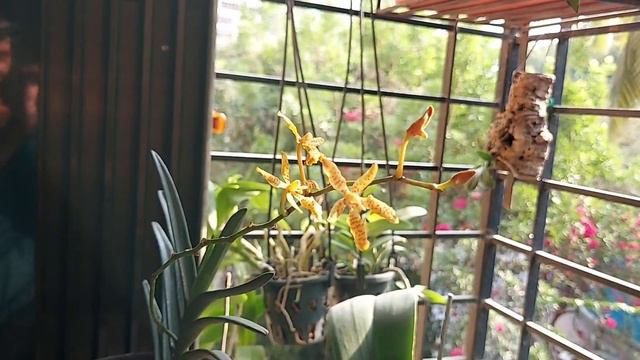 Bud blast in my orchids смотреть онлайн