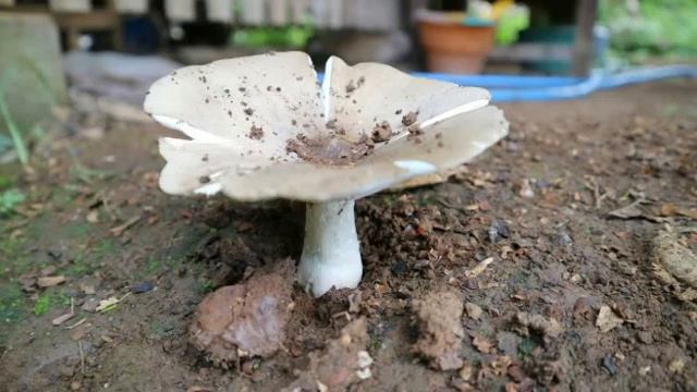 INILAH Rahasia Cara Budidaya Jamur Barat (Clitocybe nebularis) Bagi Pemula Agar Sukses смотреть онлайн