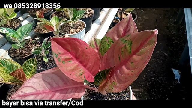 aglaonema indu'an&bebyan koleksian super ekonomis murah #tanaman @Berlianflorist смотреть онлайн