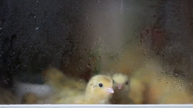 Суточные цыплята замерзают в брудере!!! Что делать??? Отключили электричество смотреть онлайн