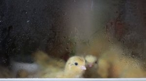 Суточные цыплята замерзают в брудере!!! Что делать??? Отключили электричество