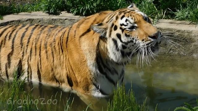 Тигрица Тайга открывает купальный сезон/Tiger Taiga opens bathing season смотреть онлайн