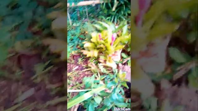 caladium plants sa gubat makikita👍 смотреть онлайн