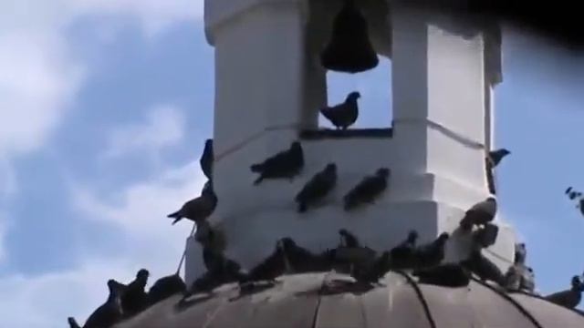 Голуби сидят на купола церкви смотреть онлайн