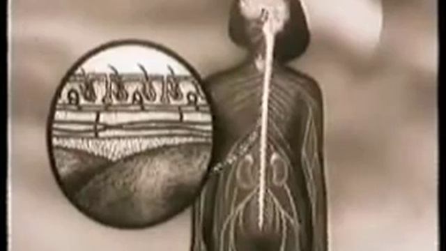 Анатомия человека Осуществление терморегуляции смотреть онлайн