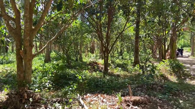 Vlog459: 1.2 HECTARE LANZONES FARM WITH MOUNTAIN VIEW FOR SALE IN SAN ANTONIO QUEZON PHILS SOLD смотреть онлайн