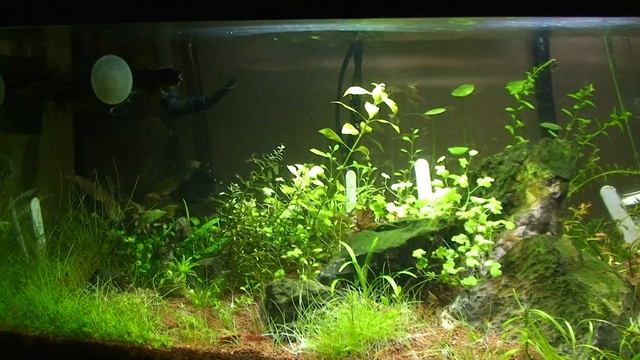 Świetlówka Aquael moduł Ecolight 6W 8500K смотреть онлайн