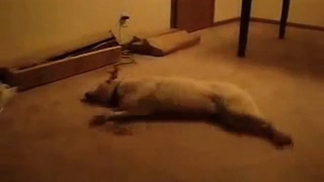 Собака бежала и врезалась в стену. Не забываемый момент в жизни. Пробуждение после аварии. "2020" смотреть онлайн