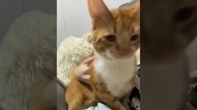 Просто кот, у которого не было детства смотреть онлайн