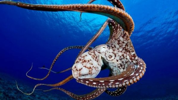 Моллюски - интересные факты