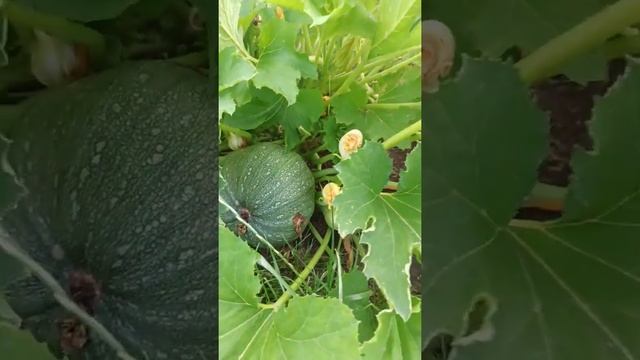 Круглый кабачок сорт Морячок. смотреть онлайн