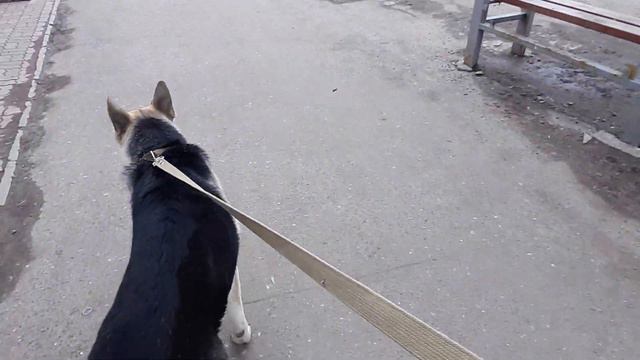 Я и Дар отправляемся в длинное пешее путешествие смотреть онлайн