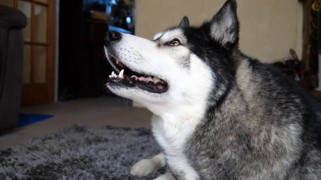 My Husky Arguing With My MUM For Her Sandwich! смотреть онлайн