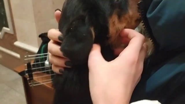 забрали щенка ротвейлера!!!! ❤ #ротвейлер #щенокАрчи смотреть онлайн
