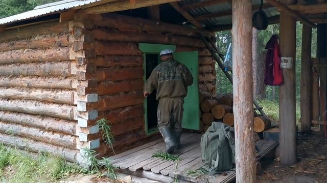 В Тайгу за черникой. Сбор ягоды в Сибири. смотреть онлайн