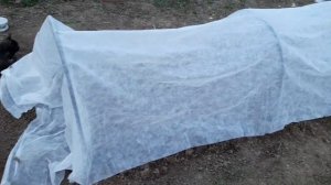 Выращивание рассады в парнике