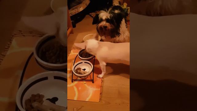 Мои собаки. Бивер Ариэлла,чихуахуа Себастьян смотреть онлайн