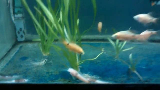 Зоомагазин Природа г. Тирасполь ул. Каховская 13 /1 смотреть онлайн