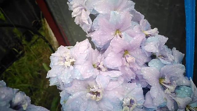 Дельфиниум Райские облака смотреть онлайн