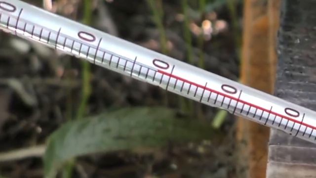 Почему Пчелы Умирают После Укуса? смотреть онлайн