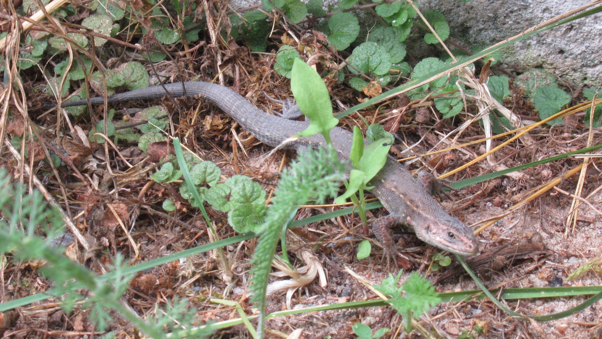 Живородящая ящерица - самая северная в России смотреть онлайн
