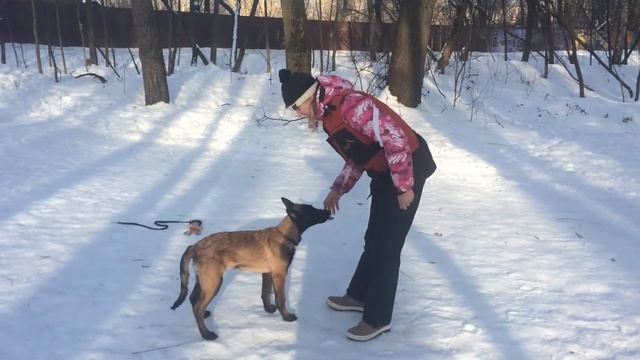 Обучение щенка. Выдержка в положении Стоять. смотреть онлайн