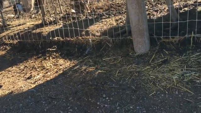 Ферма Страусов Эму.(11.01.2016) OSTRICH & EMU.