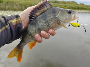 Ловля окуня на Metsui Trout Master TM632UL