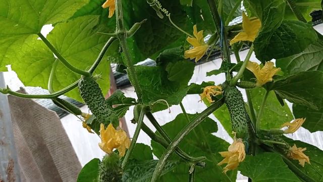 Все дело в корне смотреть онлайн