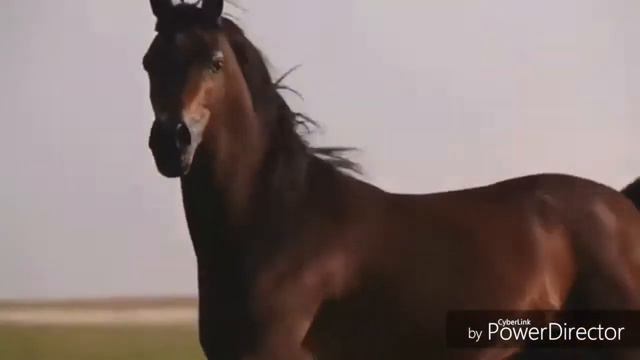 Клип про лошадей