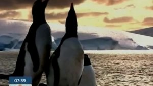 Подниматель пингвинов - одна из самых необычных вакансий в мире