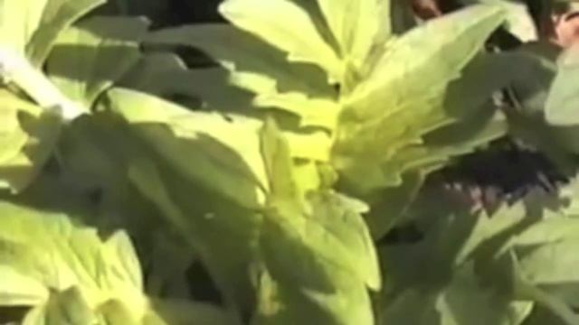 Валериана - свойства, применение, рецепты смотреть онлайн