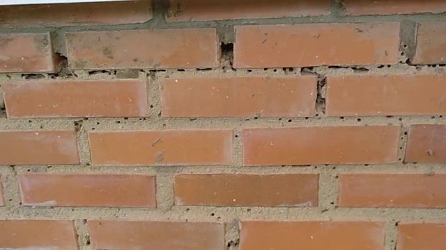 Осы прогрызли кирпичную кладку.