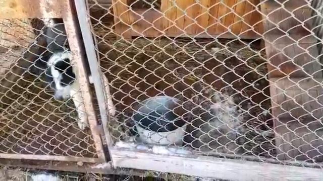 Молодая карельская медвежья лайка смотреть онлайн