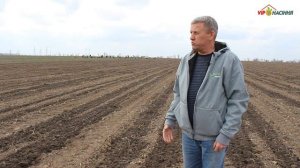 Технология выращивания лука через рассаду - высадка в открытый грунт