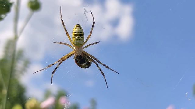 18 августа народный праздник Евстигней Житник. Именины Дарьи. Народные приметы и традиции. смотреть онлайн