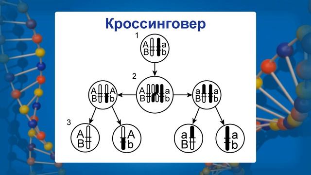 Наследственная изменчивость. Комбинативная и мутационная изменчивость. Видеоурок по биологии 10 смотреть онлайн