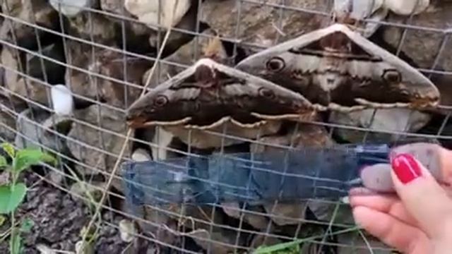 Таганроженка обнаружила в своём дворе парочку удивительных бабочек смотреть онлайн