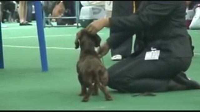 DogStatus.ru: Такса станд.гл., CACIB, Россия 2009 смотреть онлайн
