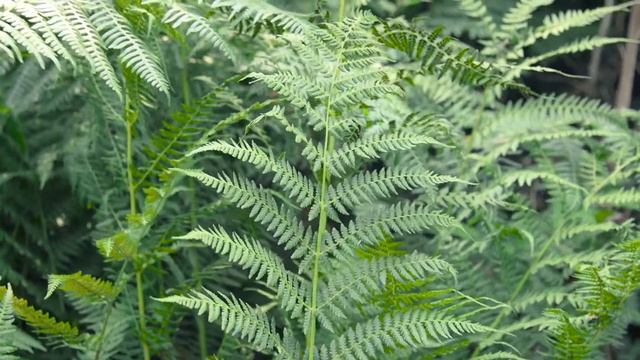 lady fern - Athyrium filix-femina. Identification and Characteristics смотреть онлайн
