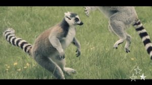 Дикая природа. Лемур вид кошачий_родом с  Мадагаскара