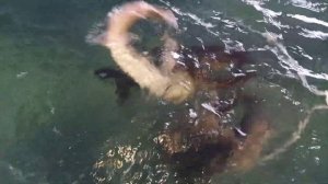 Рыбная ферма, Живой осётр, село Косулино.