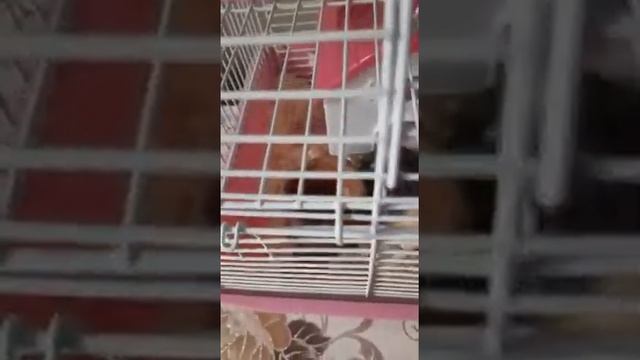 Буся/Мой хомячок/У кого-то длинный нос ?? смотреть онлайн