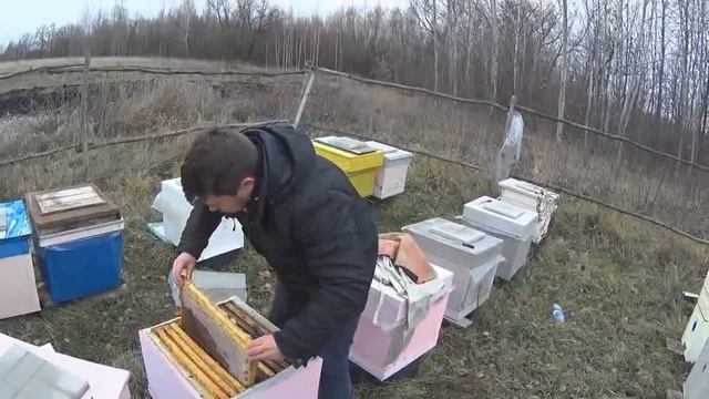 Куда пропали пчелы 10 ноября 2018/ Осмотр пчел перед зимовкой смотреть онлайн