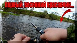 Ловля жереха на спиннинг весной на малой реке. Рыбалка на Голавля на Перекате.