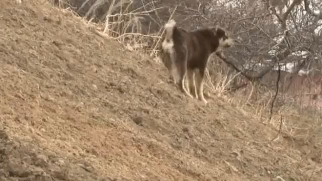 Tobet Dog Kazakhstan | Тобет - казахский волкодав смотреть онлайн