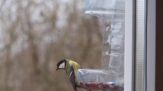 На кормушке синицы, лазоревки, поползень смотреть онлайн