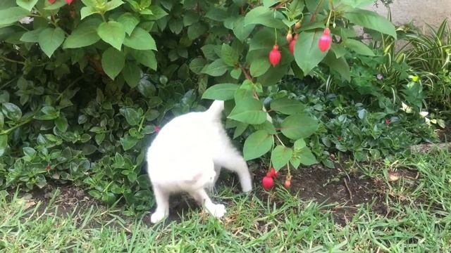 Животные - лучшие друзья смотреть онлайн