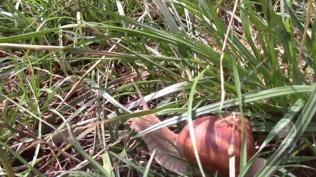 НАШИ САДЫ И ВРЕДИТЕЛИ ВИРТУОЗЫ! смотреть онлайн